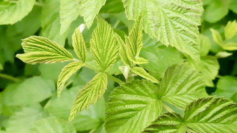The raspberries are really starting to grow, thanks to a healthy amount of rain this month. Photo: Tony Eetak