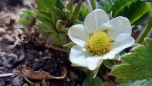 White blossoms are appearing in our grow boxes, marking an exciting milestone! Our strawberries are starting to bloom, bringing us closer to a delicious harvest and reinforcing our commitment to local food security and sustainable agriculture.