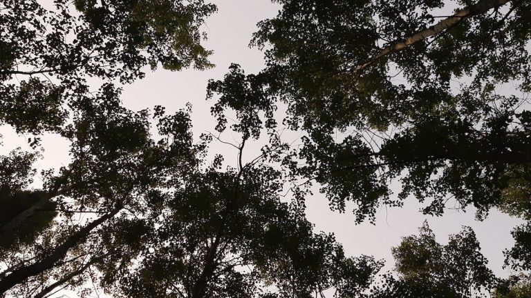 Take a moment to look up. The intricate beauty of the trees in our parks offers a wonderful escape and a refreshing dose of nature's artistry.
