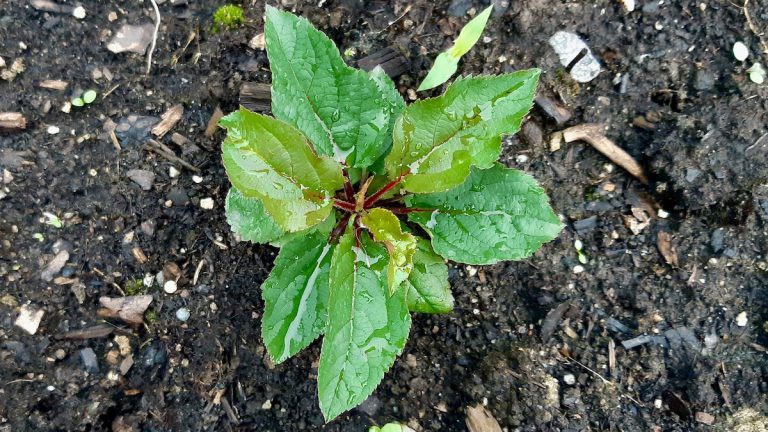 A healthy young apple sapling, thriving in one of the Land Lab's cultivated plots this summer.