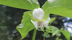 The Nodding Trillium was one of the many plants that truly fascinated us this year. We had walked past it countless times, never realizing it was quietly growing all around us—hiding its delicate white bloom beneath its leaves. Once we finally noticed it, we began to understand why so many traditional plants are described as humble teachers.