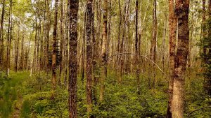 Stepping into the silence of the forest, embracing the beauty of our Canadian green spaces. With June being Parks and Recreation Month, there's no better time to hit the trails and experience moments like this!
