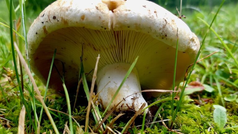 Meet the Scrobiculate Milkcap, a fascinating resident of our local pine forests. Its unique depressed cap and sturdy stem are just a prelude to the vibrant yellow interior revealed when its flesh is broken. Nature's details truly are incredible!