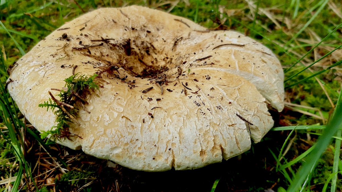 Uncovering the hidden artistry of Northwestern Ontario's forests! This striking Scrobiculate Milkcap (Lactarius scrobiculatus) reveals a secret: its white "milk" turns bright yellow when exposed to air. A true photographic marvel of nature's subtle wonders.