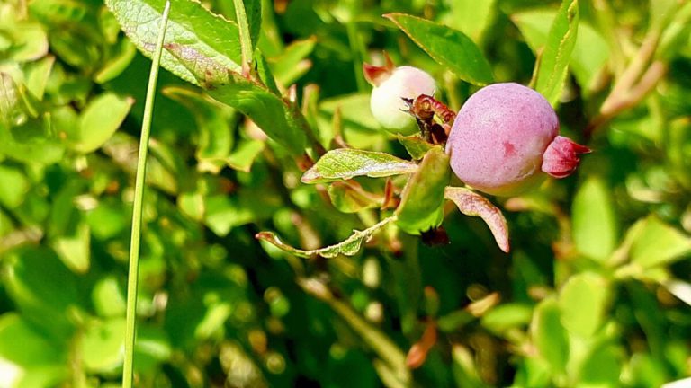 Northwestern Ontario blueberries, just starting to turn. Soon they'll be perfectly ripe for picking!