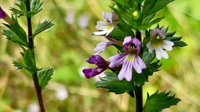 A tiny Eyebright (Euphrasia officinalis) flower, known for its medicinal properties and unique parasitic growth.