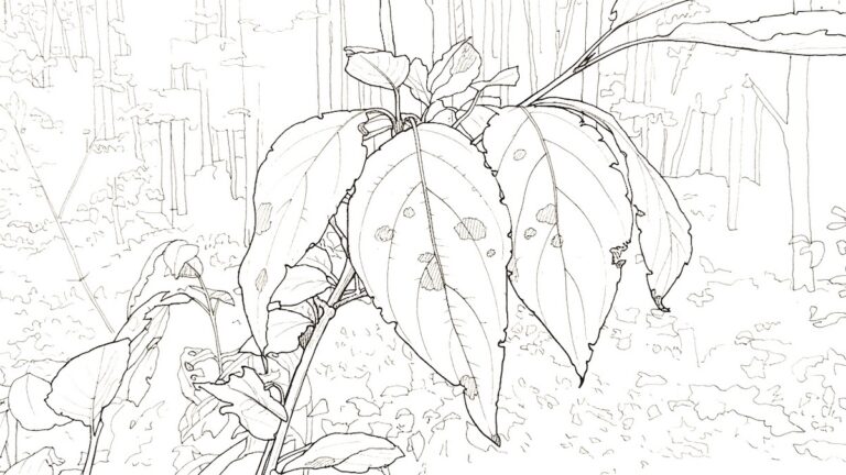 art-borups-corners-colouring-and-painting-templates-1