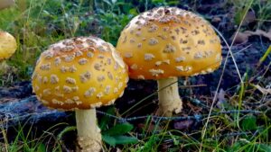 Unsung Heroes of the Forest Floor