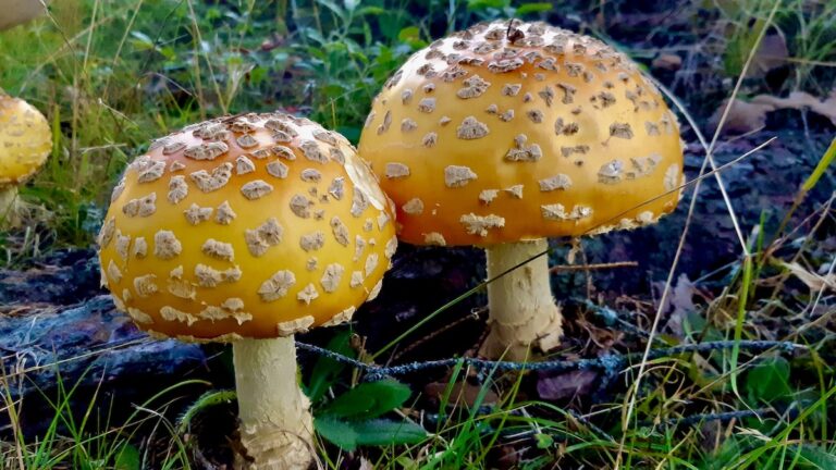 mushrooms-Amanita-muscaria-var-guessowii-3