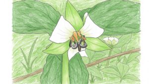 Flowers of Northwestern Ontario