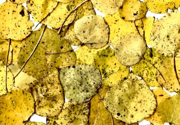 A collage of golden autumn leaves, each one carrying the marks of change and time. Together, they create a warm, textured reminder of the fleeting beauty of the season.