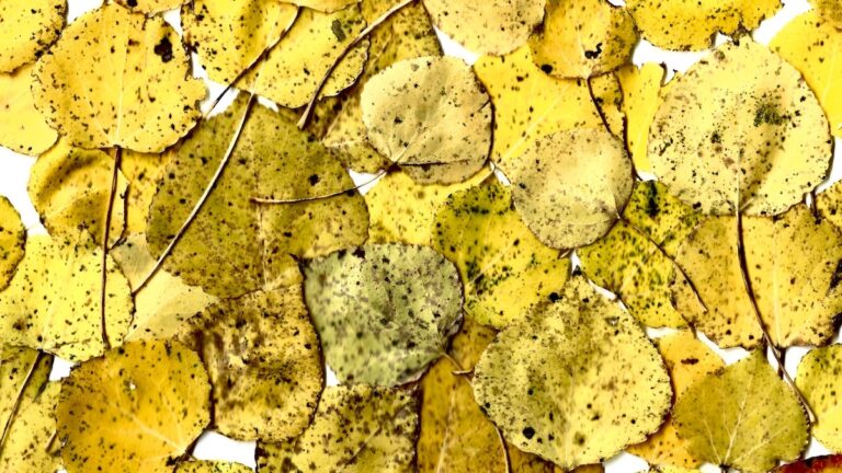 A collage of golden autumn leaves, each one carrying the marks of change and time. Together, they create a warm, textured reminder of the fleeting beauty of the season.