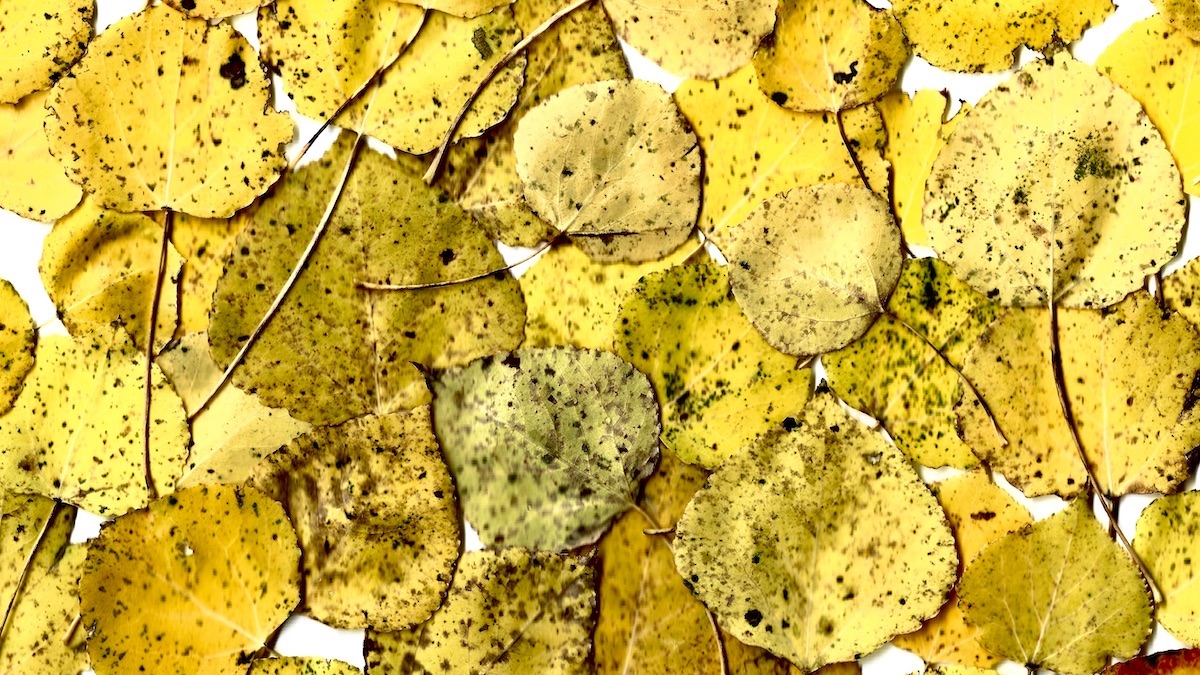 A collage of golden autumn leaves, each one carrying the marks of change and time. Together, they create a warm, textured reminder of the fleeting beauty of the season.