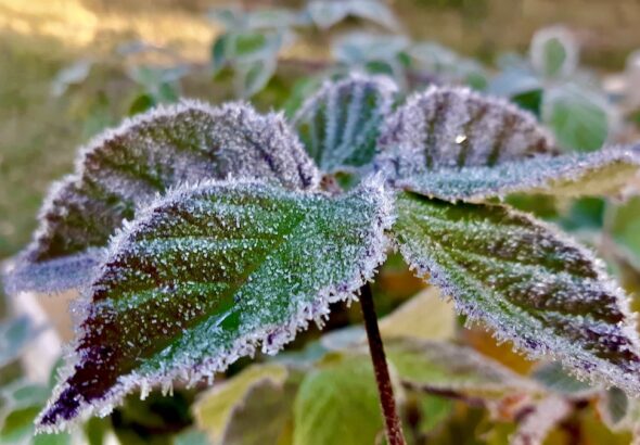 Frosty Leaves - Northwestern Ontario Arts