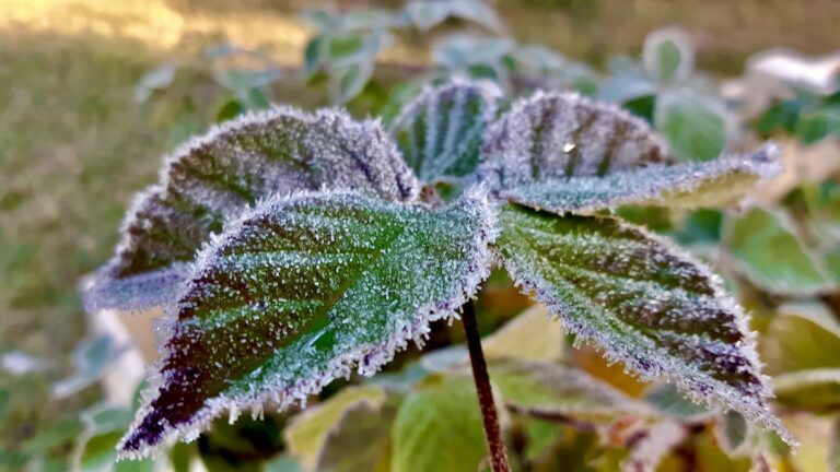 Frosty Leaves - Northwestern Ontario Arts