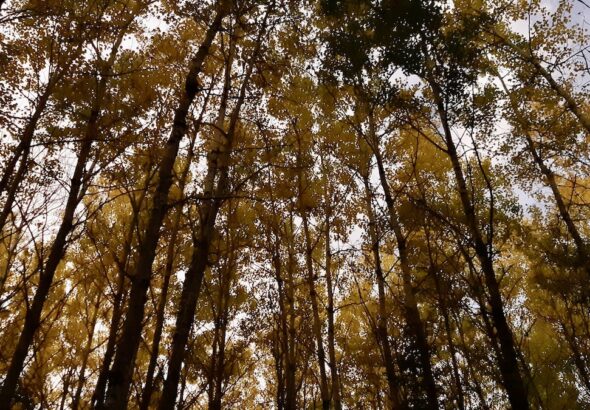 Experiencing Northwestern Ontario's autumn transition; arts land lab programming moves indoors and virtual. The quiet rest allows for reflection and planning for next year's outdoor season.