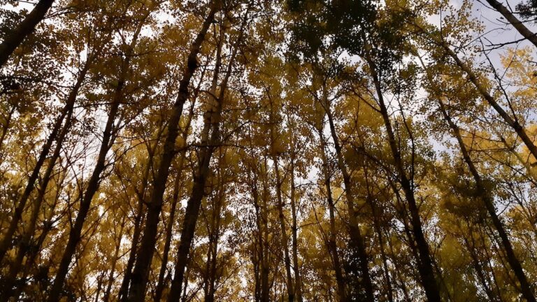 Experiencing Northwestern Ontario's autumn transition; arts land lab programming moves indoors and virtual. The quiet rest allows for reflection and planning for next year's outdoor season.