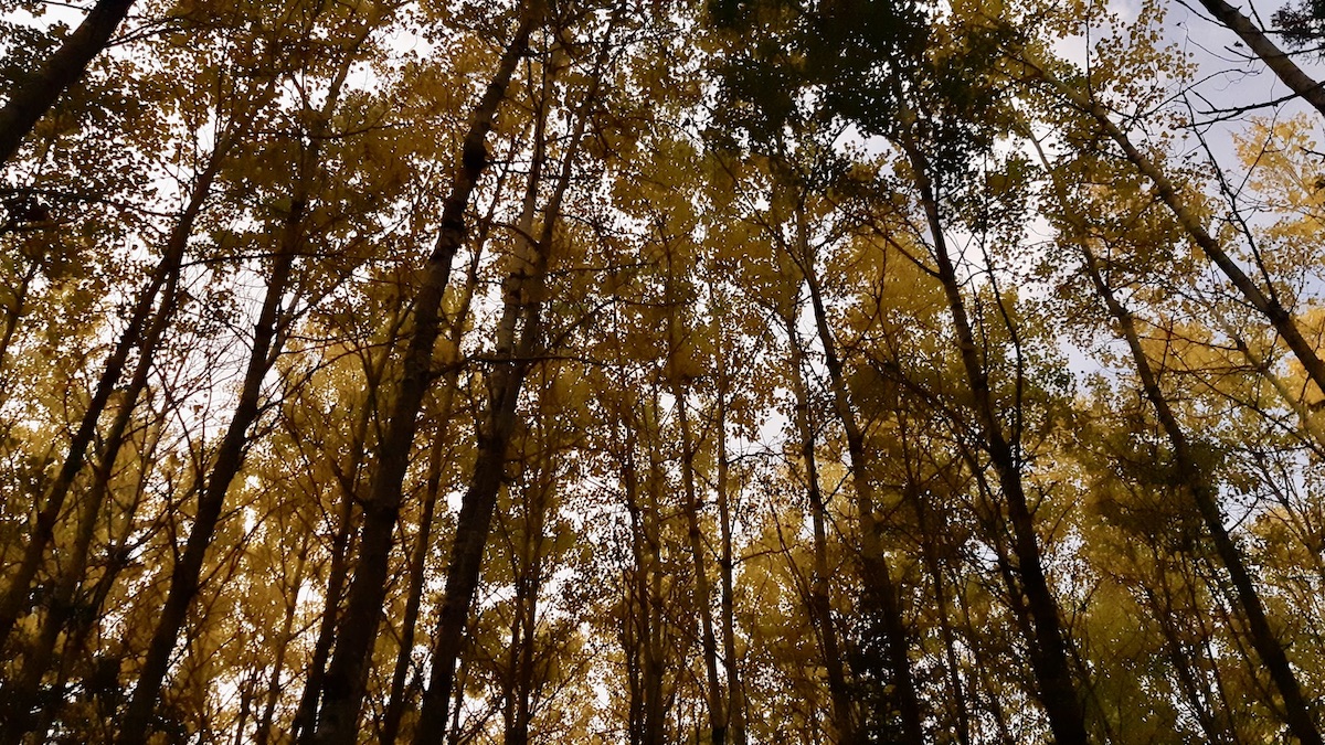 Experiencing Northwestern Ontario's autumn transition; arts land lab programming moves indoors and virtual. The quiet rest allows for reflection and planning for next year's outdoor season.
