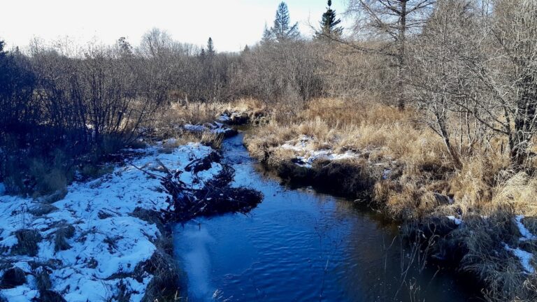 A thin layer of ice forms across a quiet pond caught between autumn and winter. Its shifting surface reflects the slow, patient rhythm of the northern landscape.