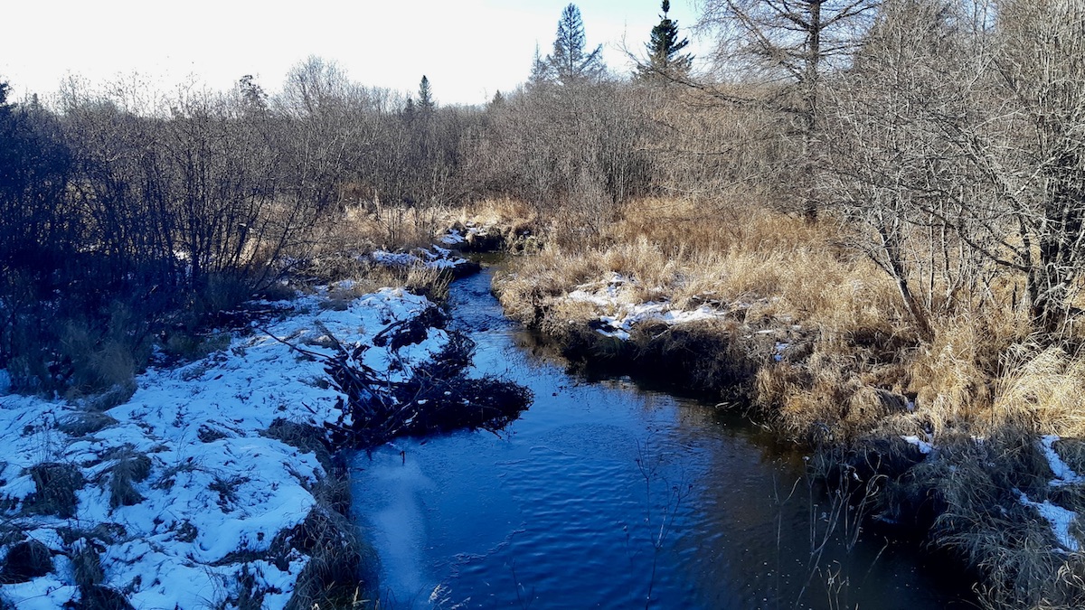 A thin layer of ice forms across a quiet pond caught between autumn and winter. Its shifting surface reflects the slow, patient rhythm of the northern landscape.