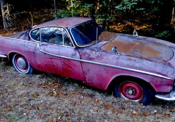 Once a star of highways and TV screens, this Volvo P1800 now rests quietly, slowly embraced by nature. Photo: Jamie Bell