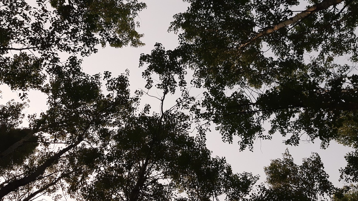 Our formal submission to the Impact Assessment Agency of Canada (IAAC) regarding the NWMO Deep Geological Repository (DGR) at the Revell Site (Reference 88774) provides a comprehensive 100-page technical audit and procedural review of the Initial Project Description. As the Borups Corners community—the closest settlement to the proposed nuclear waste repository—we are challenging the Nuclear Waste Management Organization’s "host-centric" willingness model, which overlooks the Section 35 rights of neighboring First Nations and excludes unorganized territories and unincorporated townships like Melgund. Our intervention addresses critical environmental impact gaps, including water stewardship, hydrogeological risks, and the lack of Indigenous social and health baseline data. This public comment highlights the socio-economic strain on local infrastructure and the safety risks of a multi-generational project spanning 160 years. To ensure a rigorous federal impact assessment, our detailed recommendations and mitigation strategies for the NWMO Revell Site are now available for download via the IAAC registry and the Canadian Nuclear Safety Commission (CNSC) public repository.