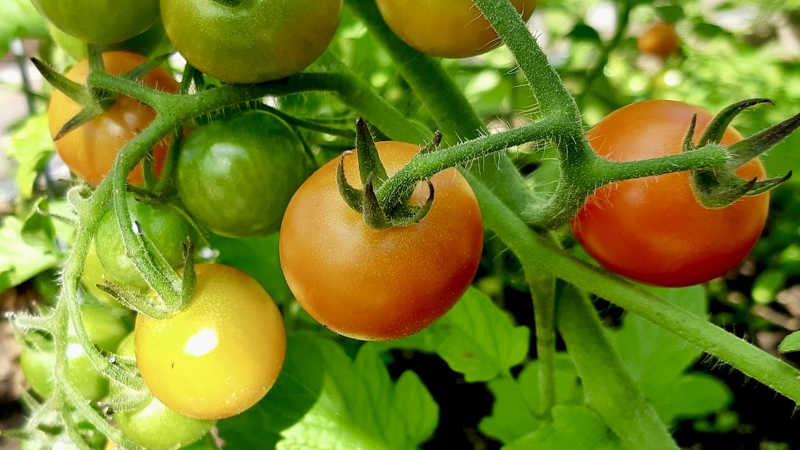 Melgund Township Community Garden