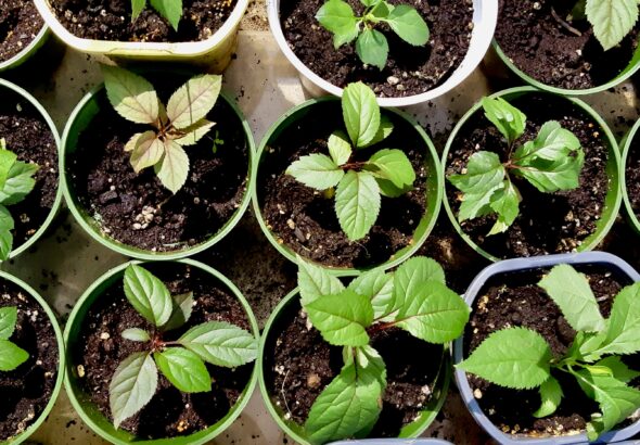 Northwestern Ontario Apple Orchard - Arts and Parks Melgund Township