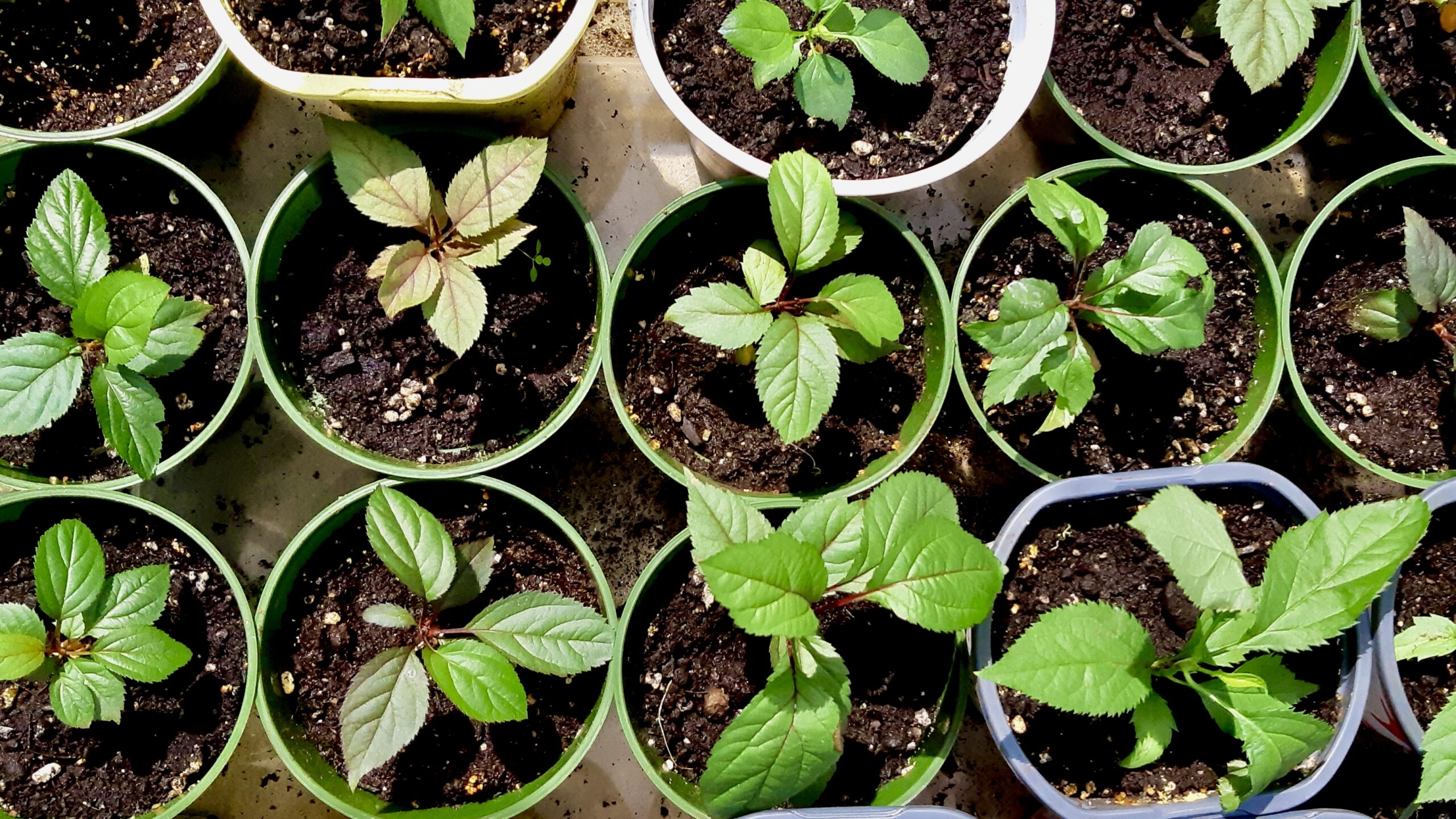 Northwestern Ontario Apple Orchard - Arts and Parks Melgund Township