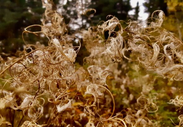 For the last few years, we've let the fireweed grow in our little meadow. And this year, we're adding six varieties of milkweed to the mix!
