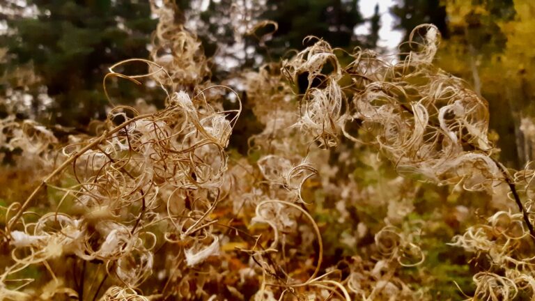 For the last few years, we've let the fireweed grow in our little meadow. And this year, we're adding six varieties of milkweed to the mix!
