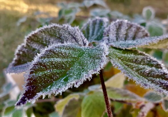 This frost acts as a lethal "kill switch," rupturing the plant’s cells and ending its life cycle for the season. This icy death is exactly why seeds require stratification; they must remain dormant to avoid being destroyed by the very cold seen here. Once this freezing cycle passes, the seeds finally receive the signal that it is safe to wake up and grow.