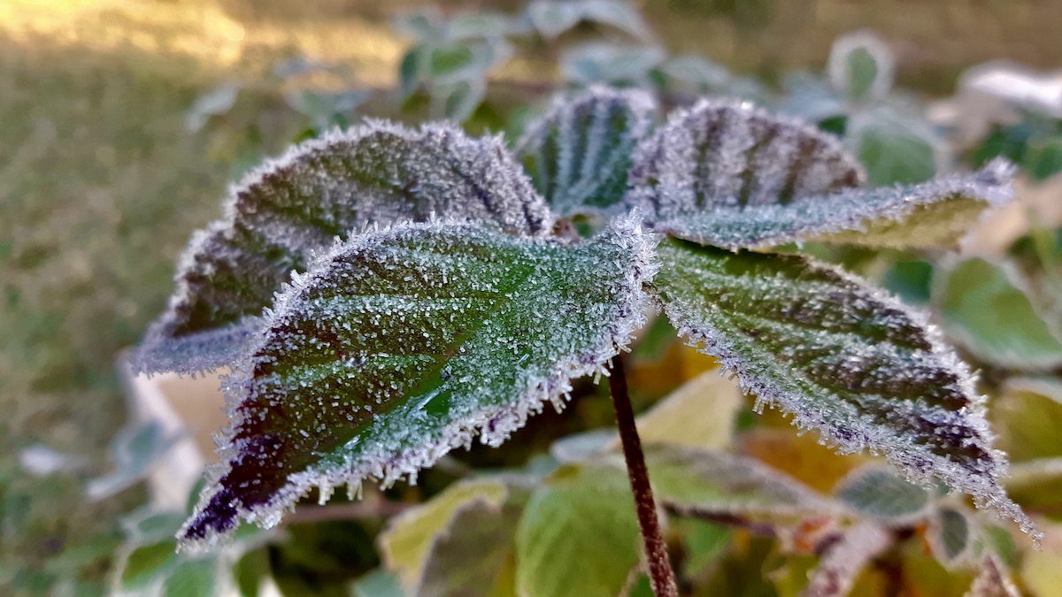 This frost acts as a lethal "kill switch," rupturing the plant’s cells and ending its life cycle for the season. This icy death is exactly why seeds require stratification; they must remain dormant to avoid being destroyed by the very cold seen here. Once this freezing cycle passes, the seeds finally receive the signal that it is safe to wake up and grow.