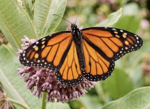 Milkweed to Market Project