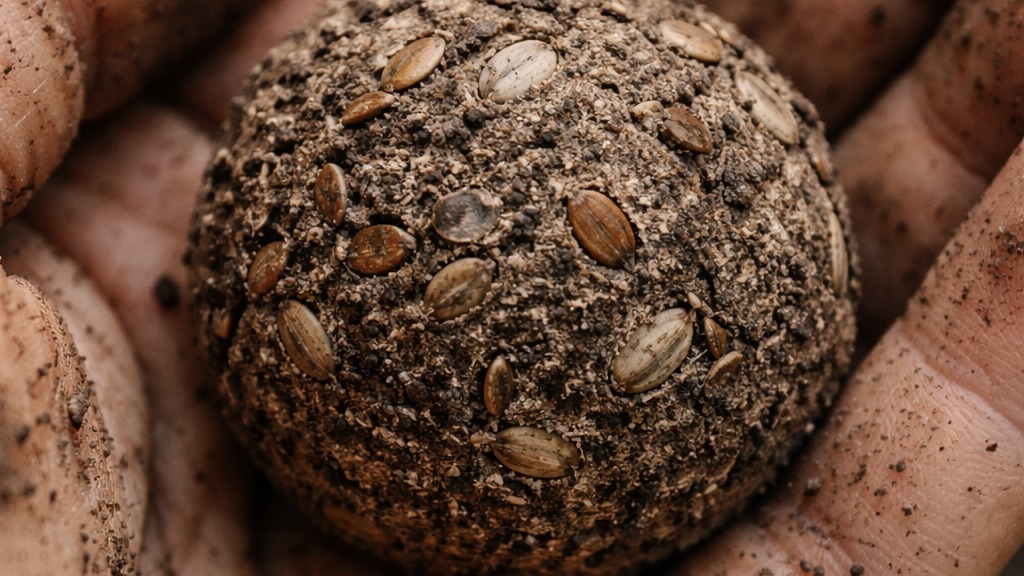 A simple seed bomb—made from soil, clay, and milkweed seeds—held in hand, representing a small but meaningful way communities in Melgund Township are coming together through the Milkweed to Market project to restore pollinator habitat, support the Monarch butterfly, and connect art, ecology, and local action from planting to paper-making.