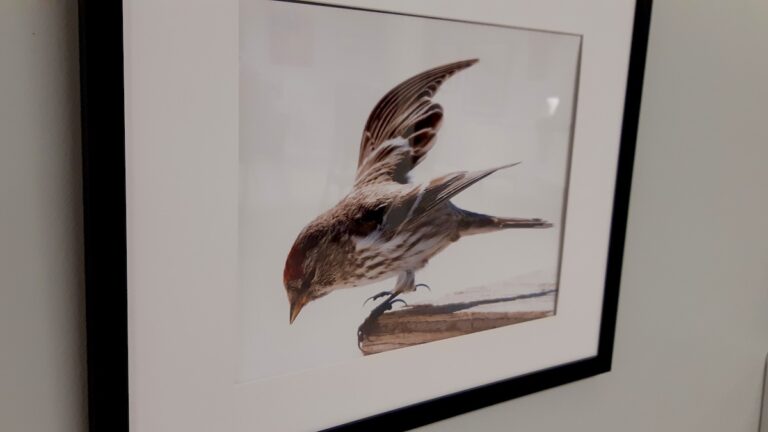 Allison Dunham’s photography captures light, texture, and quiet moments, bringing Northwestern Ontario landscapes and scenes into sharp focus.