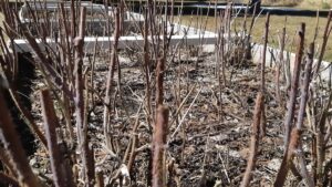 Our overgrown raspberry beds will soon be moved as our land lab and local community garden program enters its spring planting season.