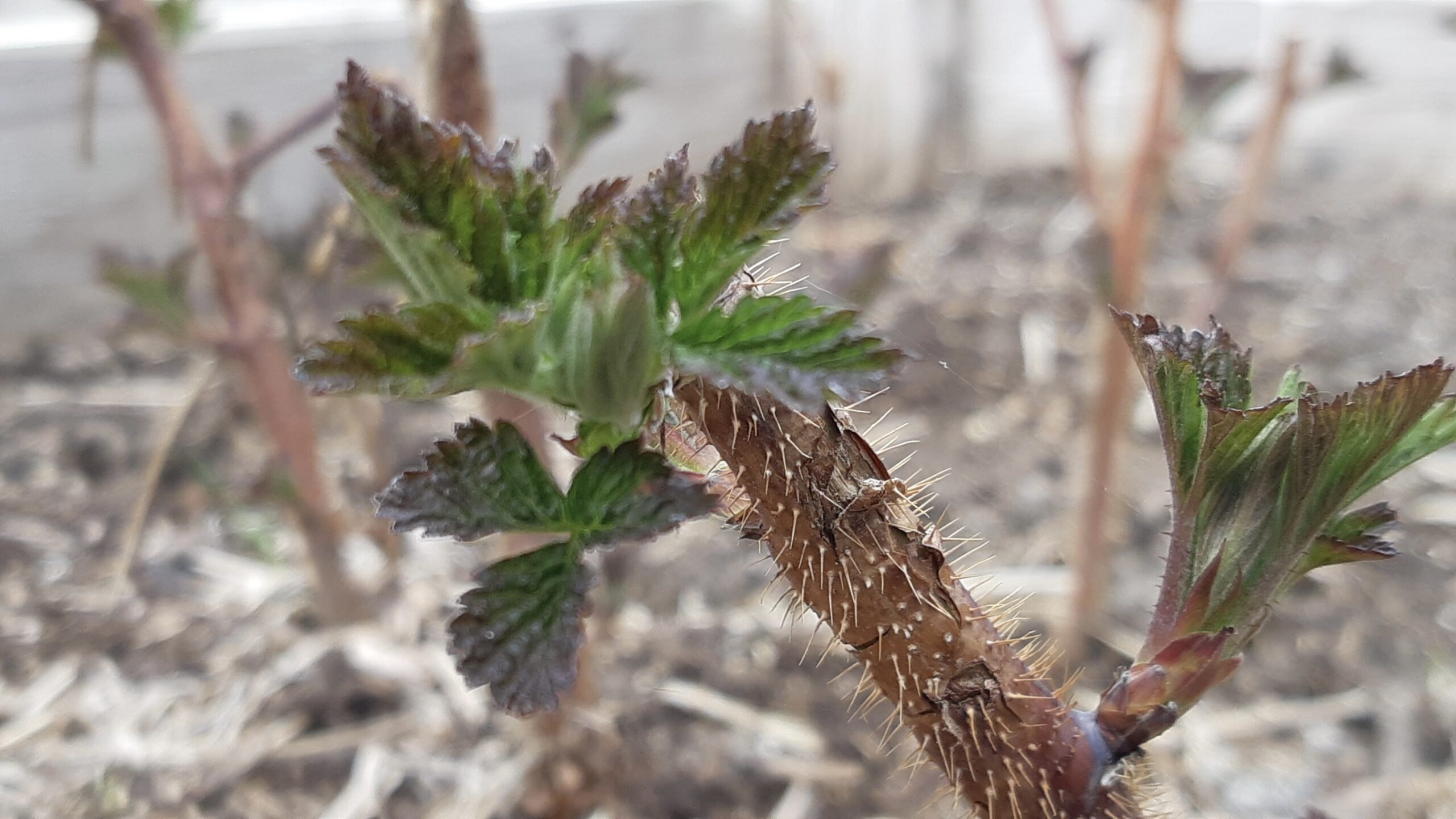 Colder temperatures mean our raspberry canes are still sleeping, putting us a bit behind last year's schedule. This photo is from May 11, last year.