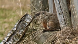 The Punctual Patron Under the Woodshed