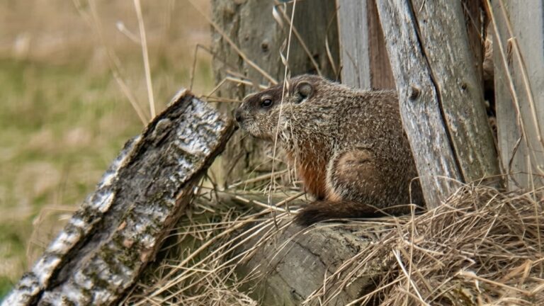 Northwestern Ontario Woodchuck