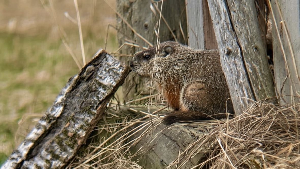 Northwestern Ontario Woodchuck