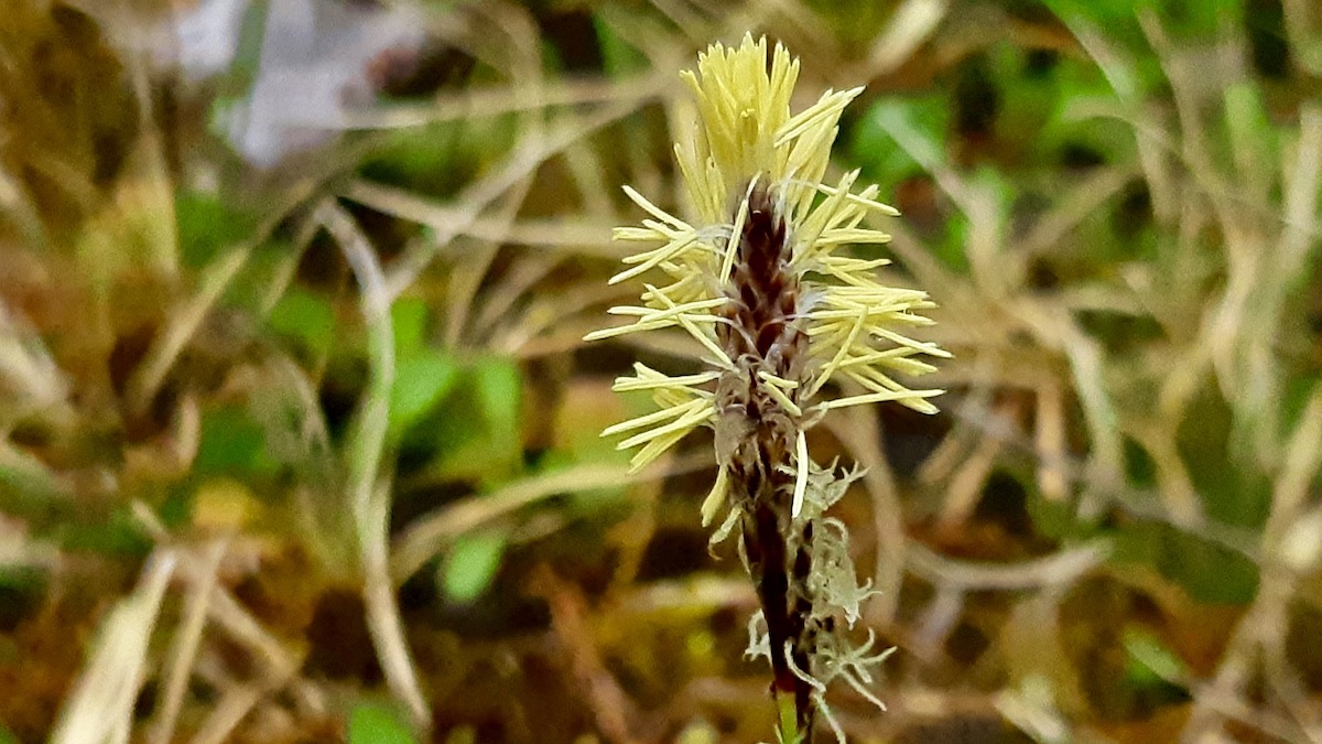 Blooming before the trees leaf out, this resilient native sedge brings early life to shaded northern forests. With its signature triangular stems, Pennsylvania sedge forms soft, flowing green carpets under the dense boreal canopy.