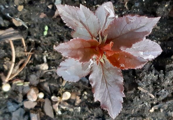 Delayed by a cold spring, unique green and purple apple seedlings finally leaf out in the land lab.