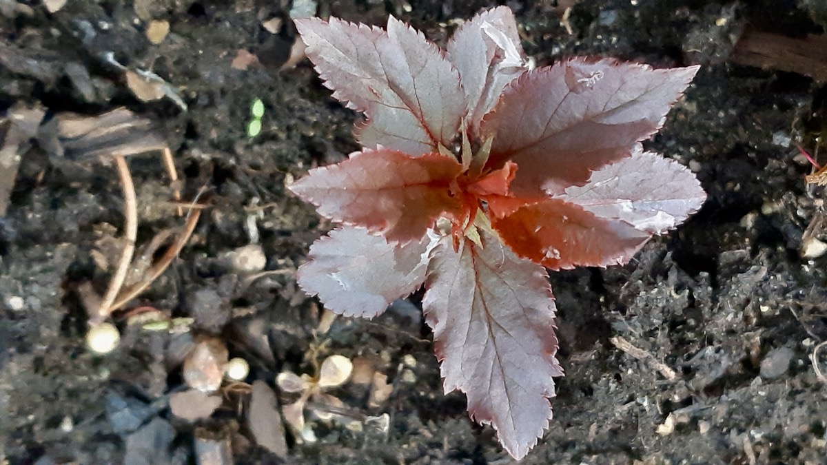 Delayed by a cold spring, unique green and purple apple seedlings finally leaf out in the land lab.