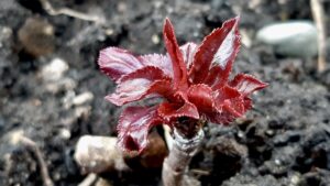 Beautiful red leaves are finally emerging on young apple saplings after a slow start this May.