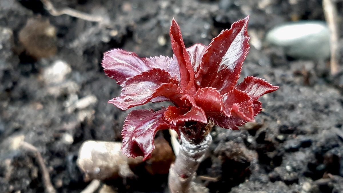 Beautiful red leaves are finally emerging on young apple saplings after a slow start this May.