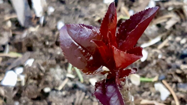 The young apple trees have officially cleared the winter hurdle, breaking dormancy with intense maroon growth.