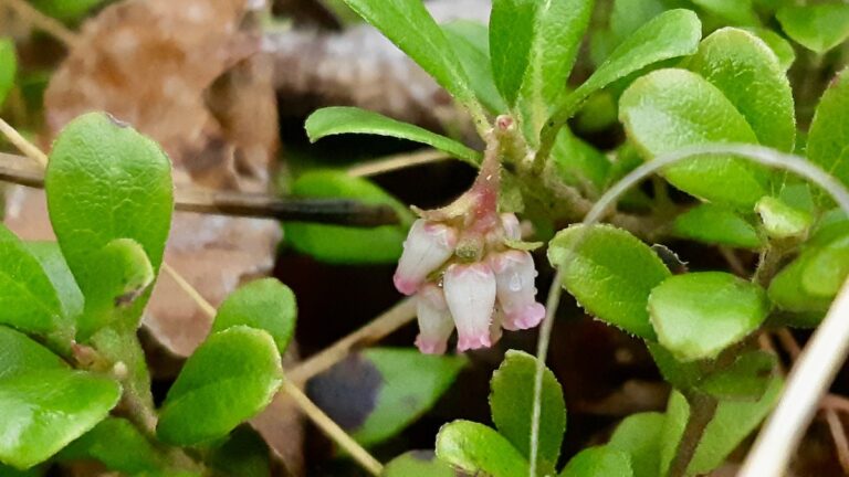 Known traditionally as kinnikinnick, this resilient groundcover provides critical early season sustenance for hungry native queen bumblebees. Later this summer, these delicate pink clusters will transform into bright red berries that feed local bears.