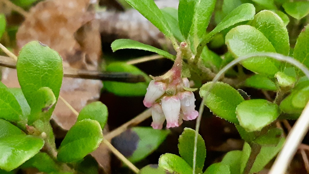 Known traditionally as kinnikinnick, this resilient groundcover provides critical early season sustenance for hungry native queen bumblebees. Later this summer, these delicate pink clusters will transform into bright red berries that feed local bears.