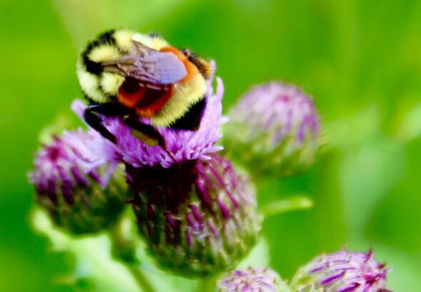 Wild berries depend on the unique buzz-pollination skills only our native bumble bees bring to the boreal forest.